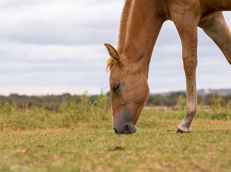 horse grazing pasture