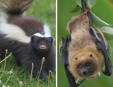 skunk and bat